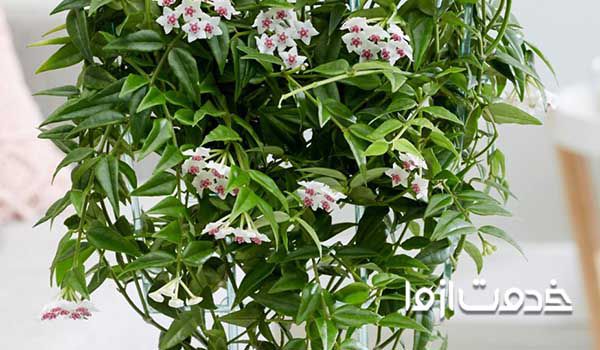 گل پیچ شمعی یا هویا - گیاهان آپارتمانی مقاوم به گرما